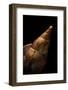 Voluta Sowerbyi-Paul Starosta-Framed Photographic Print