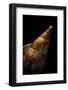 Voluta Sowerbyi-Paul Starosta-Framed Photographic Print