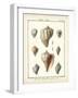 Volute Shells, Pl.384-Diderot-Framed Art Print