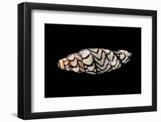 Volutoconus Bednalli-Paul Starosta-Framed Photographic Print