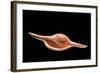 Volva Volva Habei-Paul Starosta-Framed Photographic Print