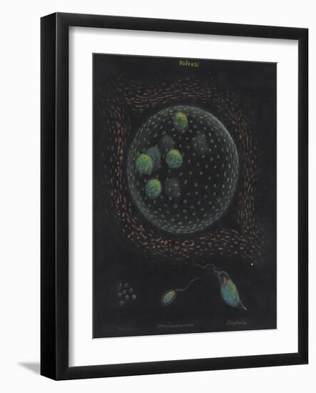 Volvox: Monas: Trachelomonas: Euglena-Philip Henry Gosse-Framed Giclee Print