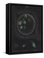 Volvox: Monas: Trachelomonas: Euglena-Philip Henry Gosse-Framed Stretched Canvas