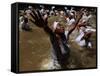 Voodoo Believers Perform a Ceremony at a Sacred Pool in Souvenance, Haiti-null-Framed Stretched Canvas