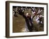 Voodoo Believers Perform a Ceremony at a Sacred Pool in Souvenance, Haiti-null-Framed Premium Photographic Print