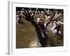 Voodoo Believers Perform a Ceremony at a Sacred Pool in Souvenance, Haiti-null-Framed Photographic Print