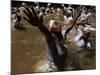 Voodoo Believers Perform a Ceremony at a Sacred Pool in Souvenance, Haiti-null-Mounted Photographic Print