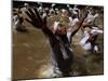 Voodoo Believers Perform a Ceremony at a Sacred Pool in Souvenance, Haiti-null-Mounted Photographic Print
