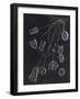 Vorticella-Philip Henry Gosse-Framed Giclee Print