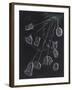 Vorticella-Philip Henry Gosse-Framed Giclee Print