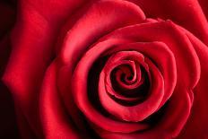 Closeup Red Rose Flower as Love Nature Background-Voy-Photographic Print