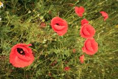 Red Poppies in Sunny Summer Meadow-Voy-Photographic Print