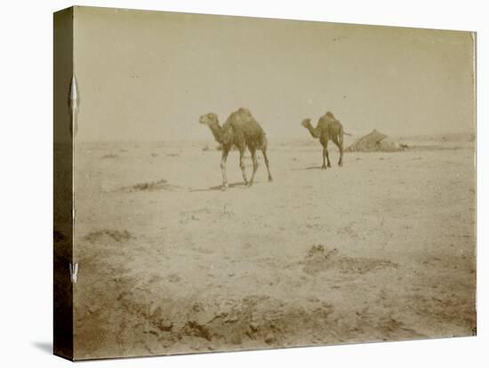 Voyage en Algérie : chameaux près de Biskra-Henri Jacques Edouard Evenepoel-Stretched Canvas