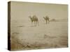 Voyage en Algérie : chameaux près de Biskra-Henri Jacques Edouard Evenepoel-Stretched Canvas