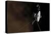 Voyager 1 Spacecraft Entering Interstellar Space-null-Stretched Canvas