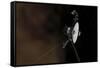 Voyager 1 Spacecraft Entering Interstellar Space-null-Framed Stretched Canvas