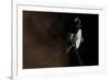 Voyager 1 Spacecraft Entering Interstellar Space-null-Framed Art Print