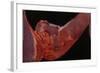 Voyeur-Graham Dean-Framed Giclee Print