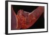 Voyeur-Graham Dean-Framed Giclee Print