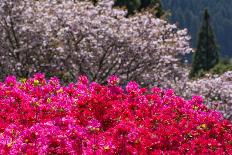 Azalea and Double Cherry Blossom-VSARTS-Photographic Print