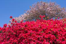 Vermilion Color Azalea-VSARTS-Photographic Print