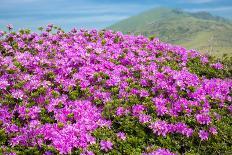 Vermilion Color Azalea-VSARTS-Photographic Print