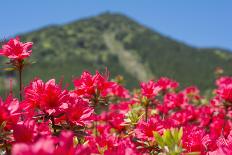 Azalea and Double Cherry Blossom-VSARTS-Photographic Print