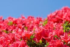 Azalea and Double Cherry Blossom-VSARTS-Photographic Print