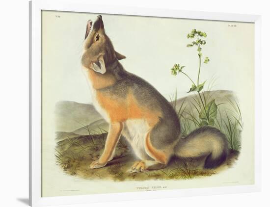 Vulpes Velox (Swift Fox), Plate 52 from 'Quadrupeds of North America', Engraved by John T. Bowen…-John James Audubon-Framed Giclee Print