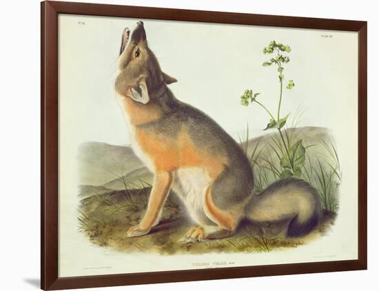 Vulpes Velox (Swift Fox), Plate 52 from 'Quadrupeds of North America', Engraved by John T. Bowen…-John James Audubon-Framed Giclee Print