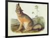 Vulpes Velox (Swift Fox), Plate 52 from 'Quadrupeds of North America', Engraved by John T. Bowen…-John James Audubon-Framed Giclee Print