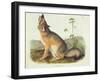 Vulpes Velox (Swift Fox), Plate 52 from 'Quadrupeds of North America', Engraved by John T. Bowen…-John James Audubon-Framed Giclee Print