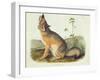 Vulpes Velox (Swift Fox), Plate 52 from 'Quadrupeds of North America', Engraved by John T. Bowen…-John James Audubon-Framed Giclee Print