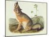 Vulpes Velox (Swift Fox), Plate 52 from 'Quadrupeds of North America', Engraved by John T. Bowen…-John James Audubon-Mounted Giclee Print