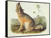 Vulpes Velox (Swift Fox), Plate 52 from 'Quadrupeds of North America', Engraved by John T. Bowen…-John James Audubon-Framed Stretched Canvas