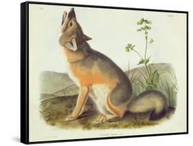 Vulpes Velox (Swift Fox), Plate 52 from 'Quadrupeds of North America', Engraved by John T. Bowen…-John James Audubon-Framed Stretched Canvas