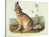 Vulpes Velox (Swift Fox), Plate 52 from 'Quadrupeds of North America', Engraved by John T. Bowen…-John James Audubon-Stretched Canvas