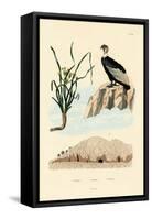 Vulture, 1833-39-null-Framed Stretched Canvas