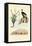 Vulture, 1833-39-null-Framed Stretched Canvas