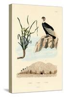 Vulture, 1833-39-null-Stretched Canvas