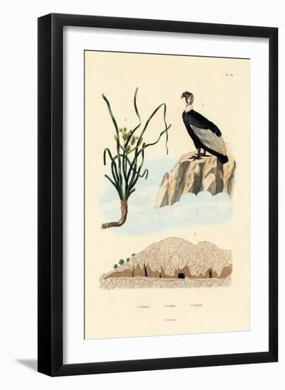 Vulture, 1833-39-null-Framed Giclee Print