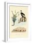 Vulture, 1833-39-null-Framed Giclee Print