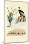 Vulture, 1833-39-null-Mounted Giclee Print