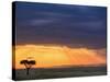 Vulture and Acacia Tree Silhouetted at Sunset, Masai Mara Game Reserve, Kenya-Adam Jones-Stretched Canvas