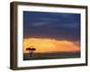 Vulture and Acacia Tree Silhouetted at Sunset, Masai Mara Game Reserve, Kenya-Adam Jones-Framed Photographic Print