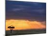 Vulture and Acacia Tree Silhouetted at Sunset, Masai Mara Game Reserve, Kenya-Adam Jones-Mounted Photographic Print