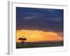 Vulture and Acacia Tree Silhouetted at Sunset, Masai Mara Game Reserve, Kenya-Adam Jones-Framed Photographic Print