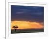 Vulture and Acacia Tree Silhouetted at Sunset, Masai Mara Game Reserve, Kenya-Adam Jones-Framed Photographic Print