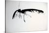 Vulture, nextinctions, folder, 13 (ink on paper)-Ralph Steadman-Stretched Canvas