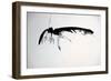 Vulture, nextinctions, folder, 13 (ink on paper)-Ralph Steadman-Framed Giclee Print